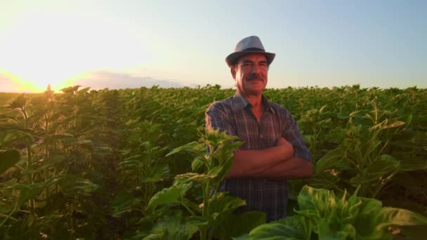 Akşam Güneşi Erkek Kıdemli Bir Çiftçinin Yüzüne Sıcak Bir Renk — Stok video