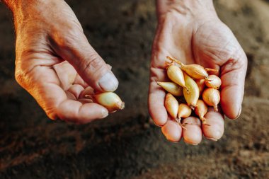 The rich, fertile soil provides a backdrop that speaks to the beauty and importance of agriculture and the symbiotic relationship between the earth and those who work it.