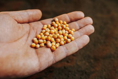 Topraktaki soya tohumunun yakın plan çekimi büyüme sürecinin başlangıcını vurguluyor. Yeni bir bitki filizlenmeye ve gelişmeye hazır..