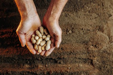 Bir tohumu tutan otantik bir çift elin, zengin ve verimli topraklara ekmeye hazırlanışının en üst görüntüsü..