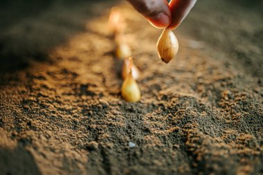 Bir çiftçinin eli bir avuç toprak tutuyor, dokuyu ve verimliliği inceliyor..