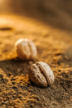 A cropped image of a cluster of walnut seeds lying on top of the ground, waiting to be planted in the nutrient-rich soil. clipart