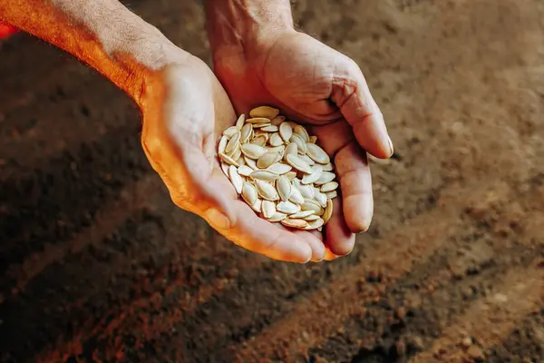 stock image Close-up view of experienced hands holding a seed, getting ready to plant it in the soil, with a top view of the ground in the background.