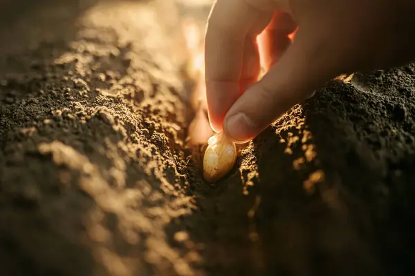 stock image Cropped view of a farmer's hands gently dropping kernels of corn into the ground.
