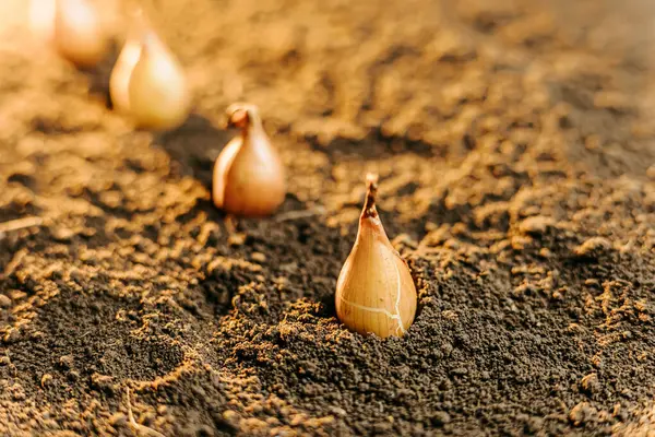 Stock image A textured ground with onion and chive seeds peeking through in this cropped shot.