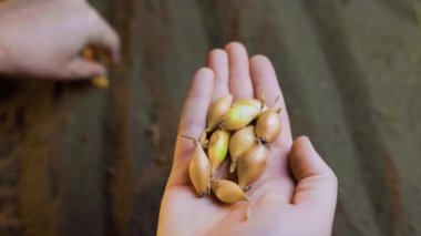 Bir çiftçi, verimli toprağa ekilmek üzere soğan tohumlarını dikkatlice tutar..