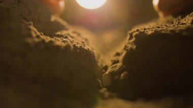 Bir çiftçi tarafından ekilen karpuz tohumlarının tarımsal yakın plan görüntüsü kırsal bir tarım arazisinin ekili, kahverengi toprağına