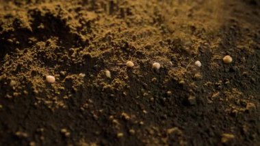 Ekilmeyi bekleyen verimli toprağın zemininde soya tohumlarını tutan bir çiftçinin kesilmiş görüntüsü..