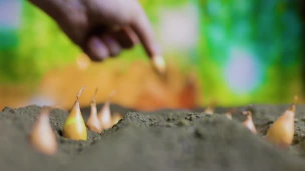 農民の手が穏やかにトウモロコシのカーネルを地面に落とす様子 — ストック動画