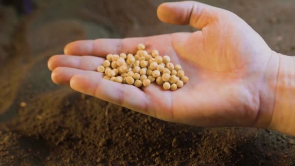 Soil Covered Hands Farmer Hold Handful Soybean Seeds Ready Planting — Stock Video