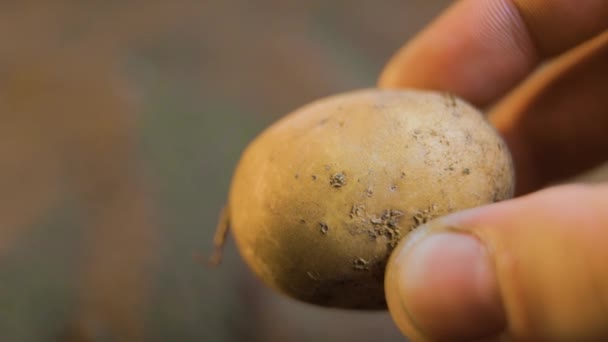 Närbild Bonde Som Håller Handfull Potatisfrön Redo Att Planteras Den — Stockvideo