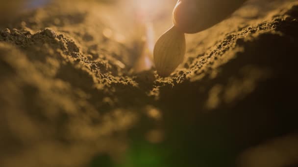 Ένα Ανθρώπινο Χέρι Φυτεύει Μικροσκοπικά Σπορόφυτα Φρεσκοτριμμένη Βρωμιά Μια Αγροτική — Αρχείο Βίντεο