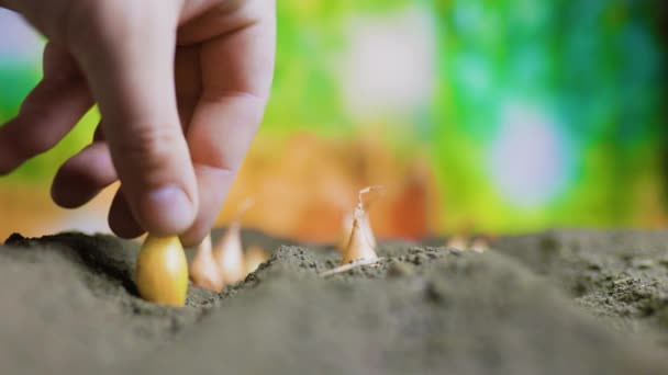 Een Menselijke Hand Planten Van Kleine Zaailingen Vers Bebouwd Vuil — Stockvideo