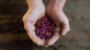 Bir tohumu tutan ellerin üst görüntüsü, toprağa ekmeye hazırlanıyor, bir toprak tarlasına..