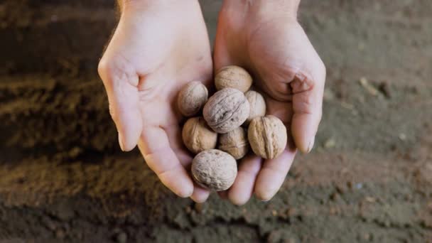 Pair Old Authentic Senior Hands Holding Seed Close Planting Ground — Video