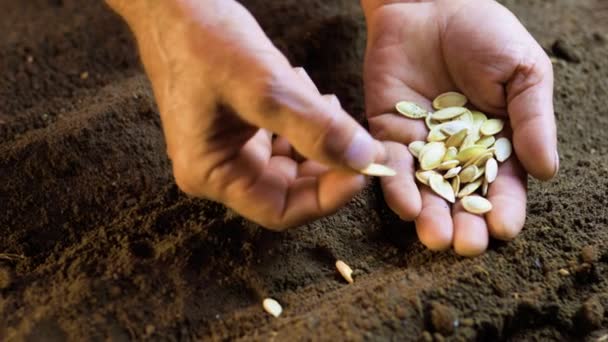 Цьому Приголомшливому Крупним Планом Руки Літніх Фермерів Показані Делікатно Розміщуючи — стокове відео