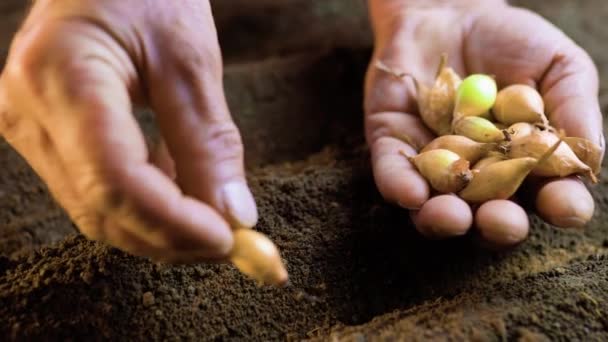Close Farmers Hands Holding Kernel Seed Study Contrasts Rough Weathered — Wideo stockowe