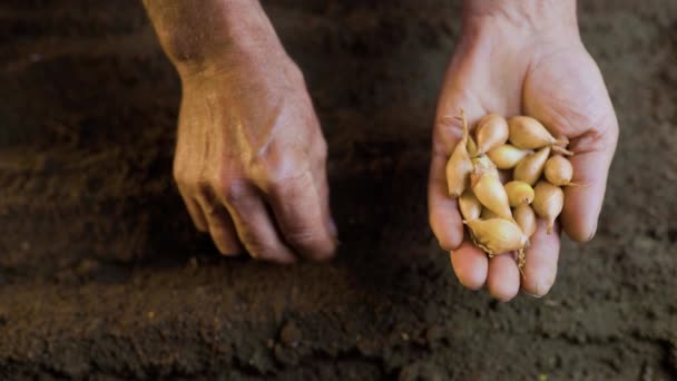 Селективное Внимание Семенам Создает Потрясающее Изображение Которое Подчеркивает Красоту Сельского — стоковое видео