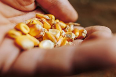 Bir insanın elinde tutulan mısır tohumlarının yakın plan fotoğrafı çiftçi ve mahsul arasındaki ilişkiyi sembolize ediyor. Bakım ve adanmışlık üzerine kurulmuş bir ilişki..
