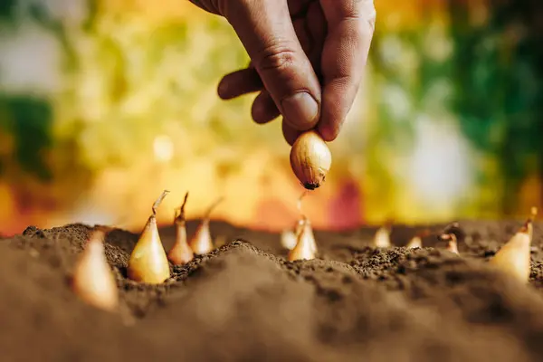 stock image A human hand planting tiny seedlings in freshly tilled dirt on a rural farm