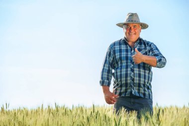 Gülümseyen yaşlı erkek çiftçi yaz günü tarlada dikilirken kameraya bakıyor ve el hareketlerini gösteriyor. Neşe dolu olgun bir adam kırsal alandaki fotokopi alanında başparmak kaldırıyor