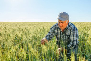 Kırsal kesimde güneşli bir yaz gününde tarımda çalışırken yeşil buğday kulaklarını inceleyen konsantre yetişkin erkek işçi. Odaklanmış yaşlı çiftçi bitkileri kontrol ediyor