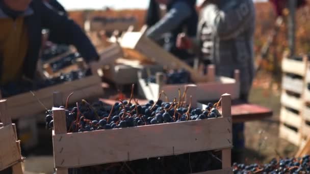 People Engaged Traditional Task Harvesting Grapes Vines Harvesting Tradition People — Stock Video