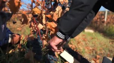 Üzüm bağındaki üzümleri toplayan ellerde özen ve özen gösterilir. Eylemde Ayrıntılı Eller Üzüm Hasadı