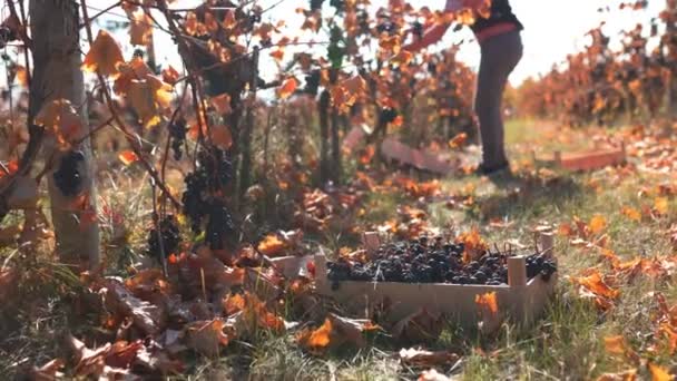 Harvesting Crew Meticulously Gathers Grapes Scenic Vineyard Landscape Seasonal Harvest — Stock Video