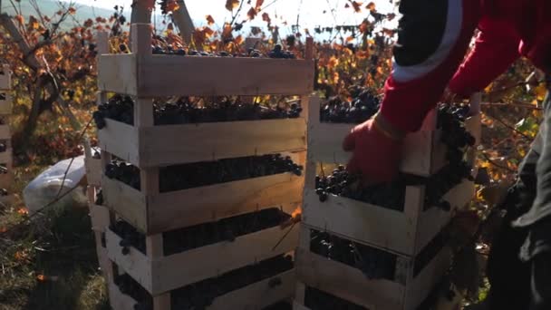 Grape Harvesting Team Collective Effort Gather Ripe Grapes Vine — Stock Video