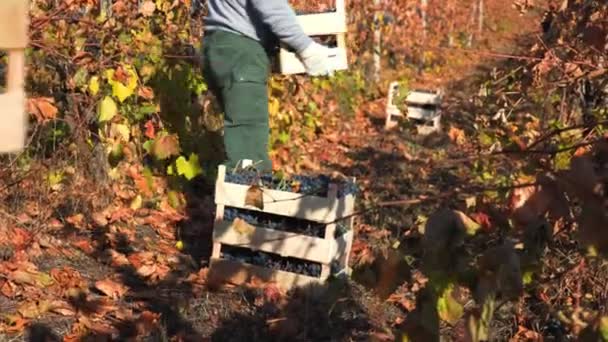 葡萄园工人从事采摘葡萄的体力劳动的个人 葡萄园工人的收获传统 — 图库视频影像