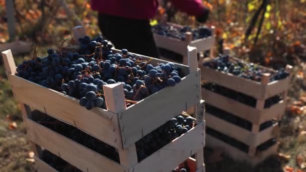 Dalam Keheningan Kebun Anggur Peti Kayu Memegang Keanggunan Tenang Anggur — Stok Video