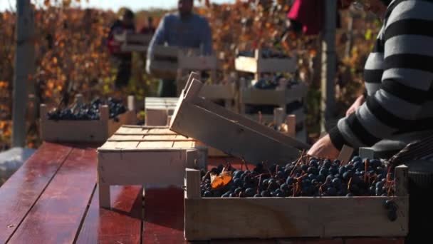 Harvesting Ritual Dedicated Workers Ensuring Successful Grape Harvest Vineyard Harvesting — Stock Video