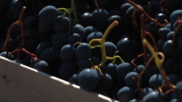 Unattended Crate Becomes Centerpiece Vineyard Showcasing Beauty Black Grapes Ripening — Stock Video