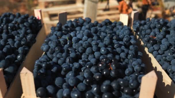 Tajemnica Winnic Ujawniła Skrzynię Ozdobioną Dojrzałymi Czarnymi Winogronami Będącą Cichym — Wideo stockowe