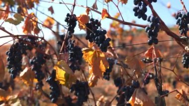 Olgun üzüm kümelerinin yemyeşil bir üzüm bağındaki sarmaşıklardan zarif bir şekilde sarkması gibi resmedilmeye değer bir manzara ortaya çıkar. Üzüm Askısı, Doğa Sanatı