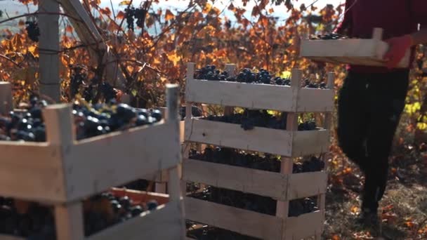 秋の豊富なワインに囲まれた労働者はブドウを収穫します ブドウ — ストック動画