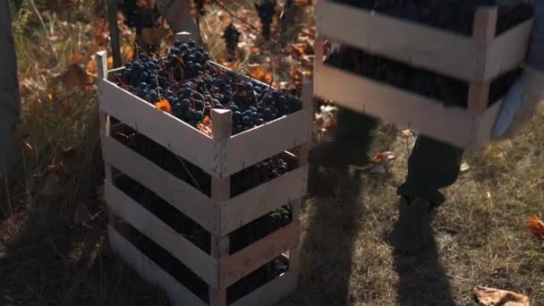 秋のシーン ブドウ畑でブドウを集める個人のグループ ワインヤード 労働者 ブドウ — ストック動画