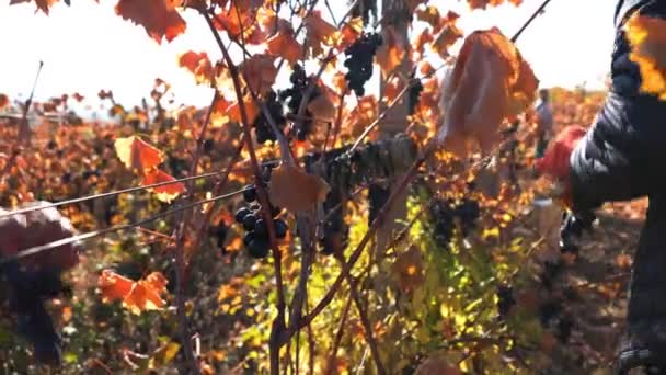 Pandangan Dekat Tangan Terampil Terlibat Dalam Tugas Teliti Memetik Anggur — Stok Video