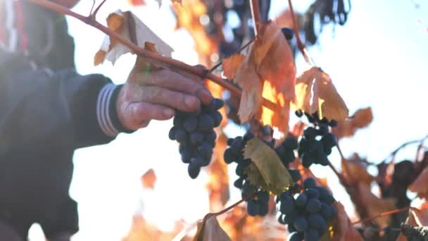綿密にブドウを摘み取る収穫者の手を捕獲する詳細なクローズアップ 精密なグレープハーベスティングハンド — ストック動画