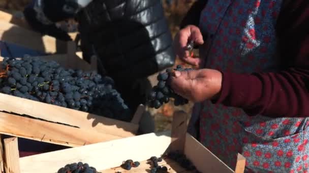 労働者の手は 美しいブドウ園の設定で熟したブドウを集めます — ストック動画