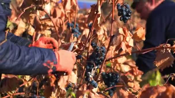 Детальний Постріл Захоплює Кваліфіковані Руки Робітників Збирають Виноградні Скупчення — стокове відео