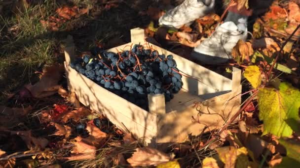 葡萄园劳动一群人一起工作 收集丰硕的葡萄收获 葡萄园劳动采摘葡萄 — 图库视频影像