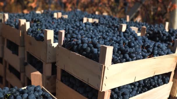 Untouched Hands Crate Graces Vineyard Revealing Unspoiled Beauty Black Grapes — Stock Video