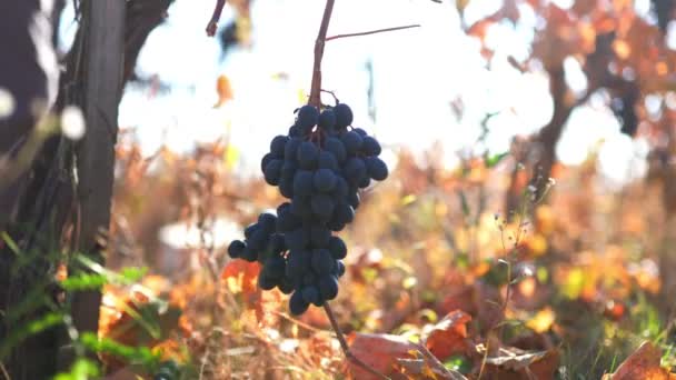 Focused Hands Work Delicately Plucking Ripe Grapes Vineyard Grapes Focus — Stock Video
