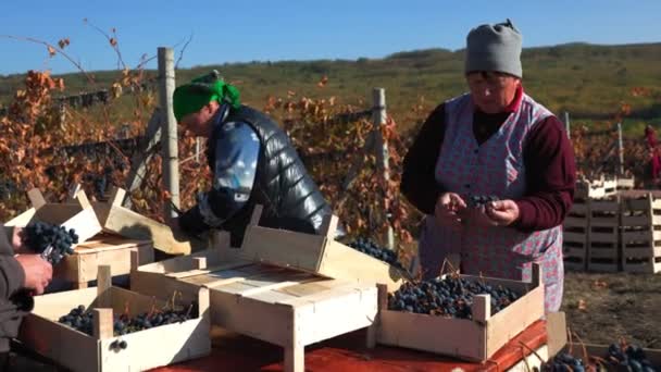 Heart Harvest Season Laborers Toil Vineyard Handpicking Grapes Backdrop Sprawling — Stock Video
