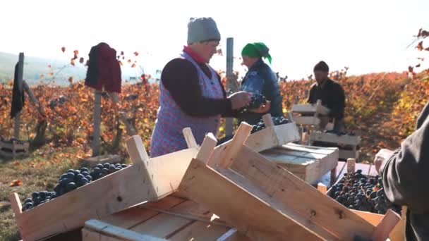 Снимок Сбора Винограда Командой Рабочих Эффективно Собирающих Спелые Скопления Обильном — стоковое видео
