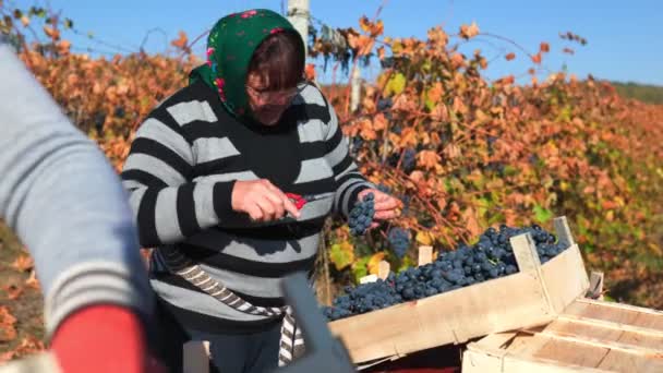 ブドウの収穫中にブドウを調和的に収集するディスプレイ労働者のVineyardチームワーク モルドバ 2023 — ストック動画