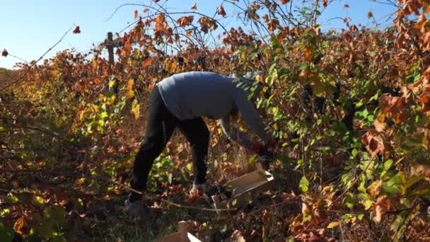 Amidst Grape Laden Vines Group Workers Diligently Engages Annual Harvest — Stock Video