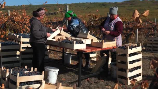 Een Veld Omgetoverd Een Korf Van Activiteit Tijdens Druivenoogst Met — Stockvideo